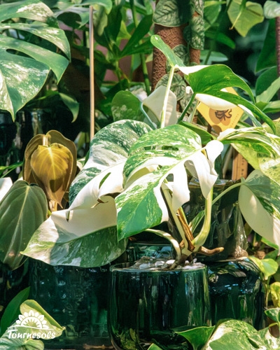 Jeune plante de Monstera variegata dans un pot en verre, montrant ses feuilles panachées de blanc et de vert.